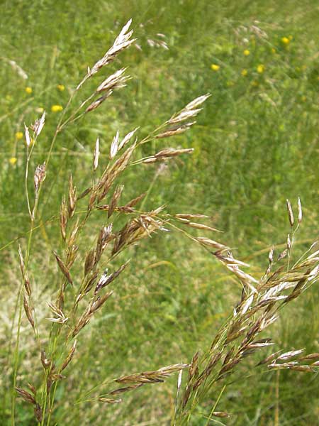 Festuca bosniaca ? \ Bosnischer Schwingel / Bosnian Fescue, Kroatien/Croatia Velebit Zavizan 30.6.2010