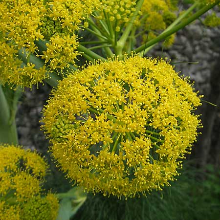 Ferula communis \ Riesen-Fenchel, Gemeines Rutenkraut / Giant Fennel, Kroatien/Croatia Korčula, Cara 5.4.2006