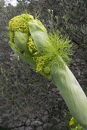 Ferula communis \ Riesen-Fenchel, Gemeines Rutenkraut / Giant Fennel, Kroatien/Croatia Korčula, Cara 5.4.2006