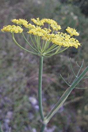 Foeniculum vulgare \ Fenchel / Fennel, Kroatien/Croatia Rijeka-Trsat 14.7.2007