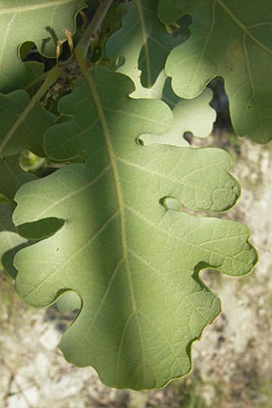 Quercus pubescens \ Flaum-Eiche / White Oak, Kroatien/Croatia Istrien/Istria, Vrh 28.6.2010