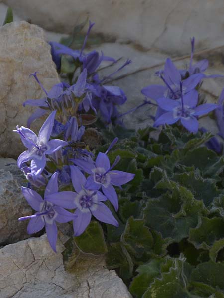 Campanula fenestrellata \ Fenster-Glockenblume / Adriatic Bellflower, Kroatien/Croatia Velebit Zavizan 2.6.2015 (Photo: Oswald Gabathuler)