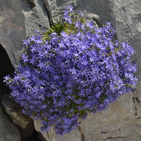Campanula fenestrellata \ Fenster-Glockenblume / Adriatic Bellflower, Kroatien/Croatia Paklenica 9.6.2015 (Photo: Oswald Gabathuler)