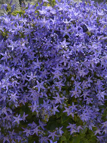 Campanula fenestrellata \ Fenster-Glockenblume / Adriatic Bellflower, Kroatien/Croatia Paklenica 9.6.2015 (Photo: Oswald Gabathuler)