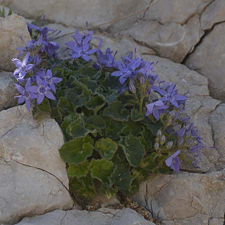 Campanula fenestrellata \ Fenster-Glockenblume / Adriatic Bellflower, Kroatien/Croatia Velebit Zavizan 2.6.2015 (Photo: Oswald Gabathuler)