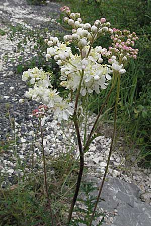 Filipendula vulgaris \ Knolliges Mdes, Kroatien Velebit 1.6.2006