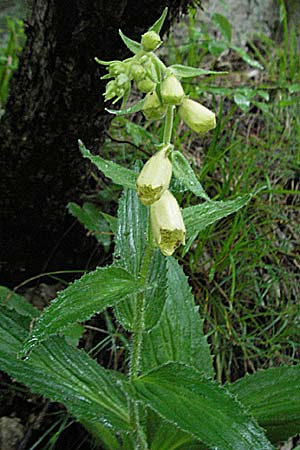 Digitalis grandiflora \ Grobltiger Fingerhut / Yellow Foxgloves, Kroatien/Croatia Plitvička 3.6.2006