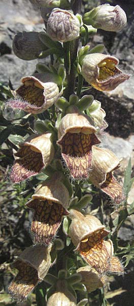 Digitalis ferruginea \ Rostfarbener Fingerhut / Rusty Foxgloves, Kroatien/Croatia Velebit 16.7.2007