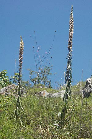Digitalis ferruginea \ Rostfarbener Fingerhut / Rusty Foxgloves, Kroatien/Croatia Velebit 16.7.2007