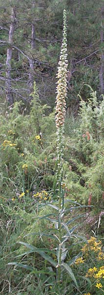 Digitalis ferruginea \ Rostfarbener Fingerhut / Rusty Foxgloves, Kroatien/Croatia Plitvička 18.7.2007