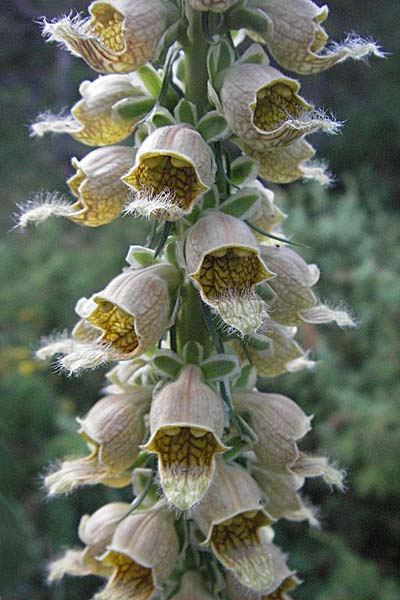Digitalis ferruginea \ Rostfarbener Fingerhut / Rusty Foxgloves, Kroatien/Croatia Plitvička 18.7.2007