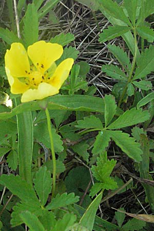 Potentilla reptans \ Kriechendes Fingerkraut, Fnffingerkraut / Creeping Cinquefoil, Kroatien/Croatia Donji Budački 20.7.2007