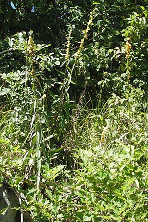 Digitalis laevigata \ Balkan-Fingerhut / Grecian Foxgloves, Kroatien/Croatia Učka 14.7.2007