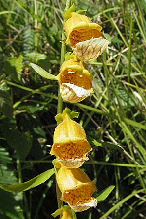 Digitalis laevigata \ Balkan-Fingerhut / Grecian Foxgloves, Kroatien/Croatia Učka 14.7.2007
