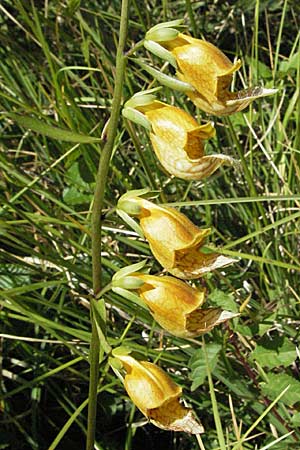 Digitalis laevigata \ Balkan-Fingerhut / Grecian Foxgloves, Kroatien/Croatia Učka 14.7.2007