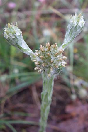 Filago germanica \ Deutsches Filzkraut / Common Cudweed, Kroatien/Croatia Istrien/Istria, Bale 4.6.2008