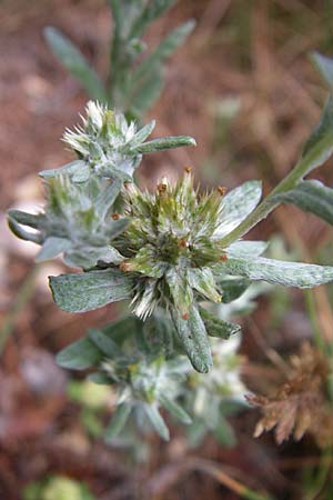 Filago germanica \ Deutsches Filzkraut / Common Cudweed, Kroatien/Croatia Istrien/Istria, Premantura 5.6.2008