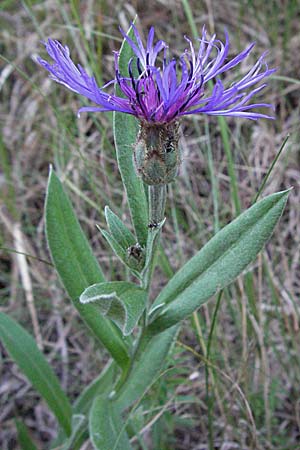 Centaurea triumfettii \ Triumfettis Flockenblume, Filz-Kornblume / Triumfetti's Cornflower, Kroatien/Croatia Učka 14.7.2007