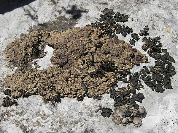 Umbilicaria deusta ? \ Ru&szlig;ige Nabelflechte / Peppered Rock Tripe, Kroatien/Croatia Velebit 30.6.2010