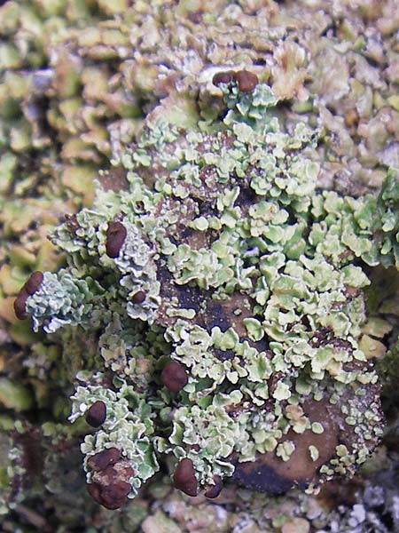 Cladonia spec3 ? \ Flechte / Lichen, Kroatien/Croatia Velebit 19.8.2016