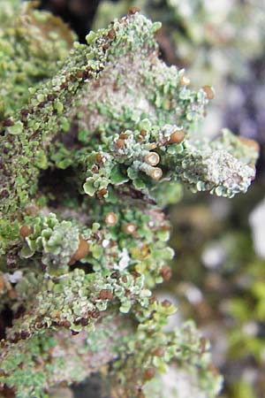 Cladonia spec3 ? \ Flechte / Lichen, Kroatien/Croatia Velebit 19.8.2016