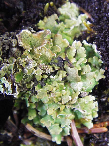 Cladonia spec3 ? \ Flechte / Lichen, Kroatien/Croatia Velebit 19.8.2016