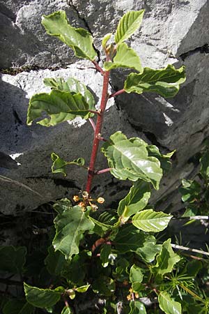 Frangula rupestris \ Felsen-Faulbaum / Rock Buckthorn, Kroatien/Croatia Učka 28.6.2010