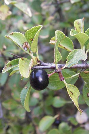 Frangula rupestris \ Felsen-Faulbaum / Rock Buckthorn, Kroatien/Croatia Senj 18.8.2016