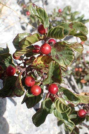Frangula rupestris \ Felsen-Faulbaum / Rock Buckthorn, Kroatien/Croatia Učka 12.8.2016