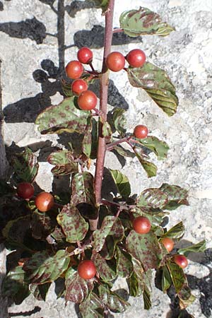 Frangula rupestris \ Felsen-Faulbaum / Rock Buckthorn, Kroatien/Croatia Učka 12.8.2016