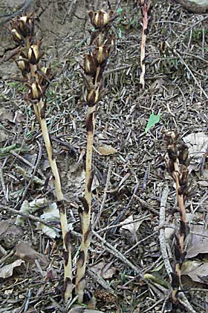 Monotropa hypophegea \ Buchenspargel / Yellow Bird's-Nest, Kroatien/Croatia Velebit 16.7.2007
