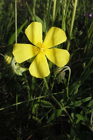 Helianthemum nummularium ? \ Kleinblttriges Sonnenrschen / Common Rock-Rose, Kroatien/Croatia Istrien/Istria, Poreč 26.5.2006