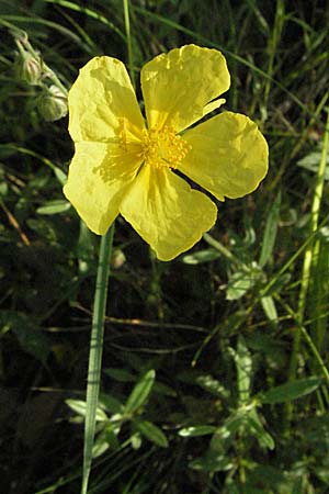 Helianthemum nummularium ? \ Kleinblttriges Sonnenrschen / Common Rock-Rose, Kroatien/Croatia Istrien/Istria, Poreč 26.5.2006