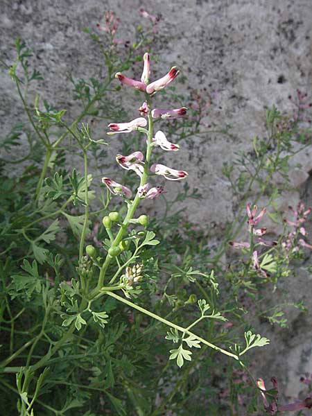 Fumaria officinalis ? \ Echter Erdrauch / Common Fumitory, Kroatien/Croatia Istrien/Istria, Rovinj 29.5.2006
