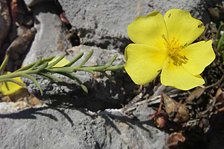 Fumana ericoides \ Aufrechtes Nadelr�schen, Felsen-Nadelr�schen / Upright Sun-Rose, Kroatien/Croatia Senj 16.7.2007