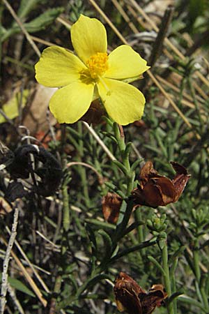Fumana ericoides \ Aufrechtes Nadelr�schen, Felsen-Nadelr�schen / Upright Sun-Rose, Kroatien/Croatia Senj 16.7.2007