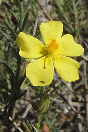 Fumana ericoides \ Aufrechtes Nadelr�schen, Felsen-Nadelr�schen / Upright Sun-Rose, Kroatien/Croatia Senj 18.7.2007