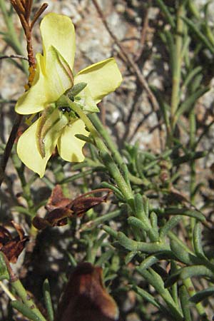 Fumana ericoides \ Aufrechtes Nadelr�schen, Felsen-Nadelr�schen / Upright Sun-Rose, Kroatien/Croatia Senj 18.7.2007