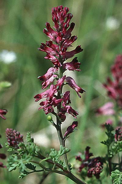 Fumaria densiflora \ Dichtbltiger Erdrauch / Dense-Flowered Fumitory, Kroatien/Croatia Hvar, Jelsa 7.4.2006