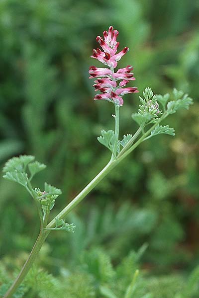 Fumaria officinalis \ Echter Erdrauch / Common Fumitory, Kroatien/Croatia Šibenik 2.4.2006