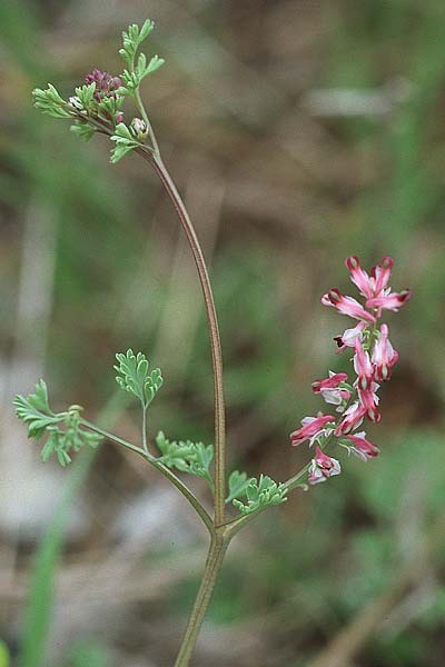 Fumaria officinalis \ Echter Erdrauch / Common Fumitory, Kroatien/Croatia Šibenik 2.4.2006