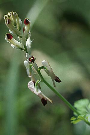 Fumaria flabellata \ Zerschlitzter Erdrauch / Southern Ramping Fumitory, Kroatien/Croatia Pelje&scaron;ac, Mokalo 4.4.2006