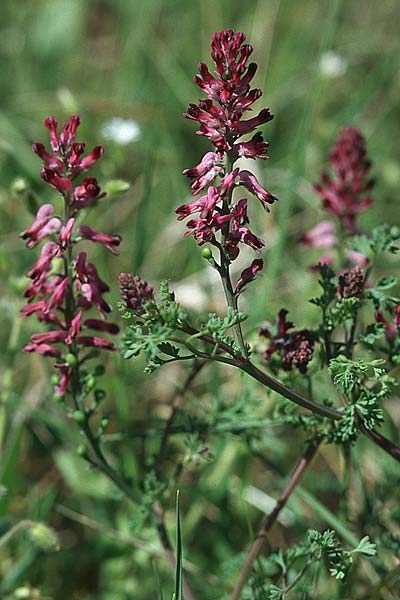 Fumaria densiflora \ Dichtbltiger Erdrauch / Dense-Flowered Fumitory, Kroatien/Croatia Hvar, Jelsa 7.4.2006