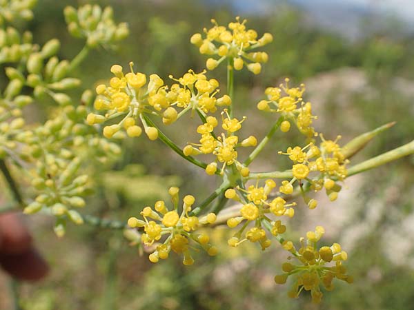 Foeniculum vulgare \ Fenchel / Fennel, Kroatien/Croatia Sveti Juray 18.8.2016