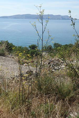 Foeniculum vulgare \ Fenchel / Fennel, Kroatien/Croatia Sveti Juray 18.8.2016