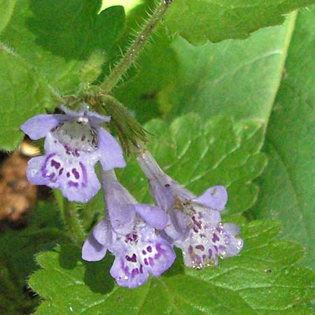 Glechoma hirsuta \ Behaarter Gundermann / Hairy Ground-Ivy, Kroatien/Croatia Medvednica 5.6.2006