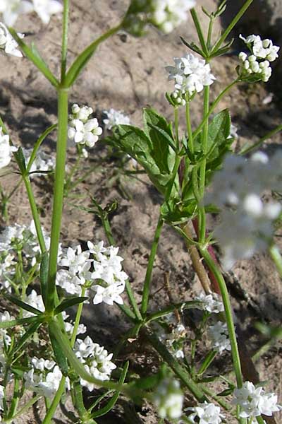 Galium palustre agg. \ Sumpf-Labkraut / Common Marsh Bedstraw, Kroatien/Croatia Donji Budački 31.5.2008