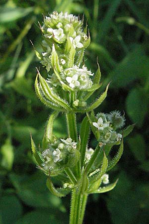Galium aparine \ Kletten-Labkraut, Klebkraut / Cleavers, Sticky Willy, Kroatien/Croatia Istrien/Istria, Poreč 26.5.2006