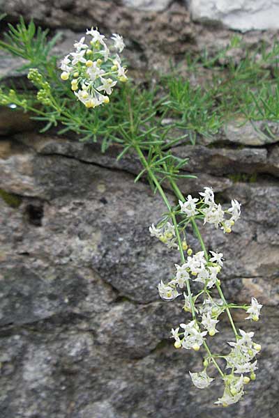 Galium corrudifolium \ Mittelmeer-Labkraut / Mediterranean Bedstraw, Kroatien/Croatia Istrien/Istria, Pula 30.5.2006