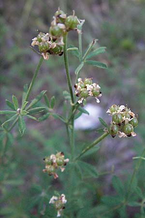 Galium spec1 ? \ Labkraut / Bedstraw, Kroatien/Croatia Istrien/Istria, Grači&scaron;će 15.7.2007